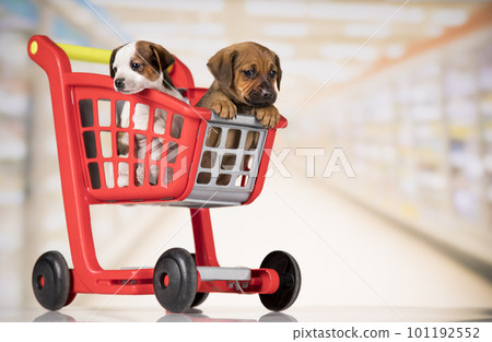 Cute doggies in a shopping cart Cute doggies in a shopping cart 101192552
