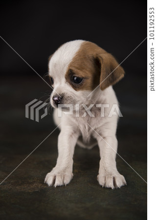 Dog on a black background Dog on a black background 101192553