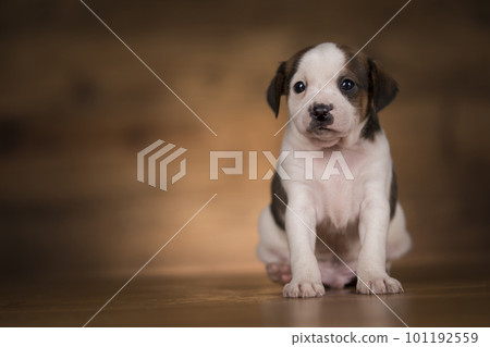 Dog on a wooden background 101192559