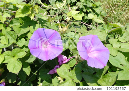 牽牛花 牽牛花 101192567