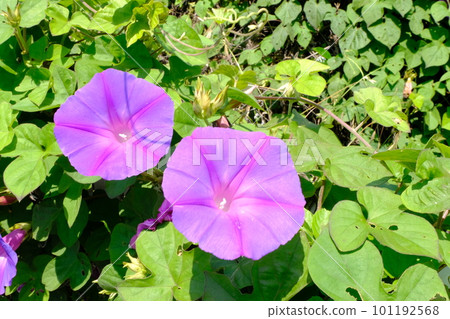 牽牛花 牽牛花 101192568