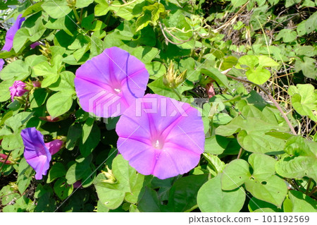 牽牛花 牽牛花 101192569