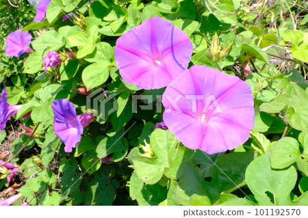 牽牛花 牽牛花 101192570