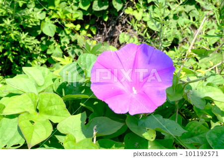 牽牛花 牽牛花 101192571