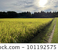 Rice earrings shining golden color 101192575