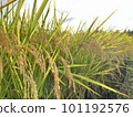 Fruited rice panicle 101192576