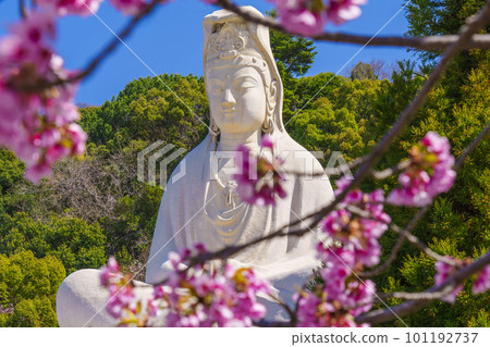 Ryozen Kannon and cherry blossoms in full bloom (Higashiyama Ward, Kyoto City) 101192737