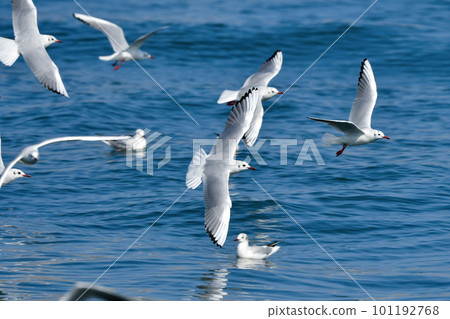The black-headed gull, a familiar seaside migratory bird flapping its wings in the blue sea The black-headed gull, a familiar seaside migratory bird flapping its wings in the blue sea 101192768