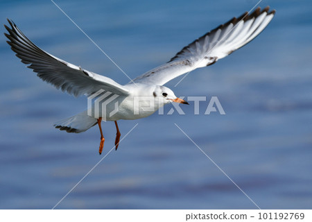The black-headed gull, a familiar seaside migratory bird flapping its wings in the blue sea The black-headed gull, a familiar seaside migratory bird flapping its wings in the blue sea 101192769