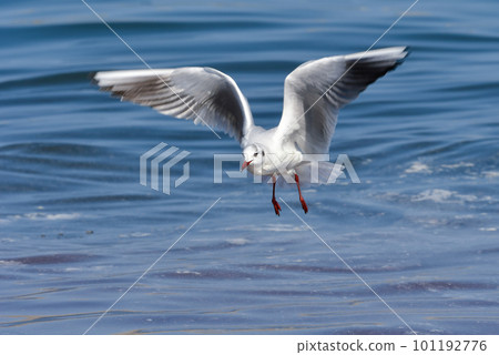 黑頭鷗，熟悉的海邊候鳥，在蔚藍的大海中拍打著翅膀 101192776