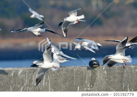 The black-headed gull, a familiar seaside migratory bird flapping its wings in the blue sea The black-headed gull, a familiar seaside migratory bird flapping its wings in the blue sea 101192779