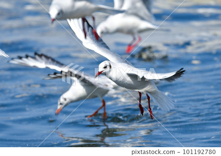 The black-headed gull, a familiar seaside migratory bird flapping its wings in the blue sea The black-headed gull, a familiar seaside migratory bird flapping its wings in the blue sea 101192780