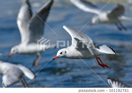 黑頭鷗，熟悉的海邊候鳥，在蔚藍的大海中拍打著翅膀 101192781