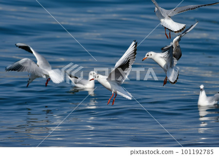 The black-headed gull, a familiar seaside migratory bird flapping its wings in the blue sea 101192785