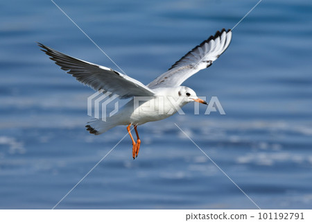 The black-headed gull, a familiar seaside migratory bird flapping its wings in the blue sea The black-headed gull, a familiar seaside migratory bird flapping its wings in the blue sea 101192791