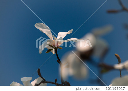 藍天上的白花 101193017