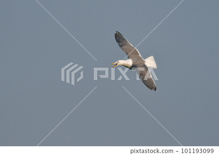 Migratory eagle gulls seen at harbors and beaches in winter 101193099