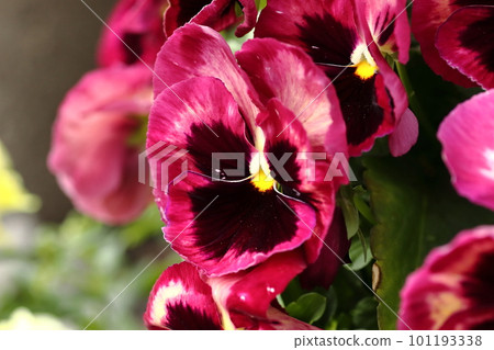pansy dyed red pansy dyed red 101193338