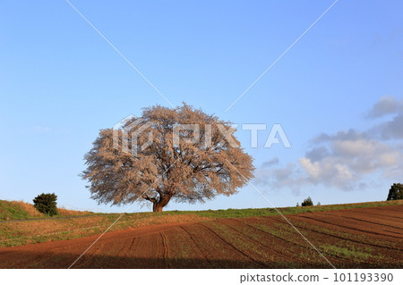 A single cherry tree in the countryside of Tottori Prefecture 101193390