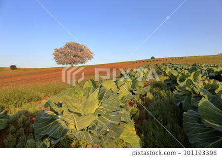 A single cherry tree in the countryside of Tottori Prefecture 101193398