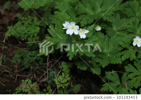 White, flaccid anemone of the Ranunculaceae that blooms in spring in a damp place in the mountains 101193451
