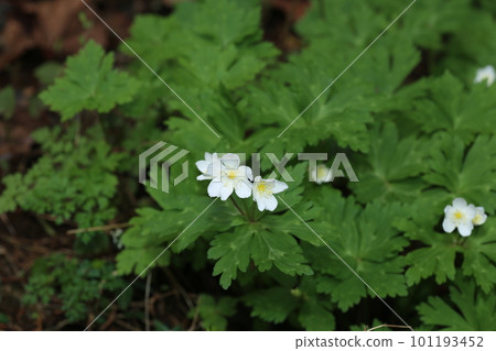 春天在山區潮濕的地方開花的毛茛科白色、鬆弛的海葵 101193452