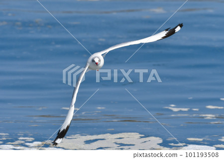 A rare winter migratory bird, the seaside brown-headed gull A rare winter migratory bird, the seaside brown-headed gull 101193508