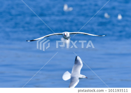 A rare winter migratory bird, the seaside brown-headed gull A rare winter migratory bird, the seaside brown-headed gull 101193511