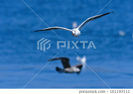A rare winter migratory bird, the seaside brown-headed gull A rare winter migratory bird, the seaside brown-headed gull 101193512
