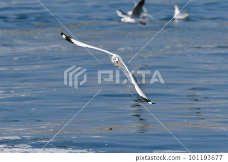 A rare winter migratory bird, the seaside brown-headed gull A rare winter migratory bird, the seaside brown-headed gull 101193677