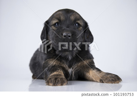 A small dog on a white background A small dog on a white background 101193753