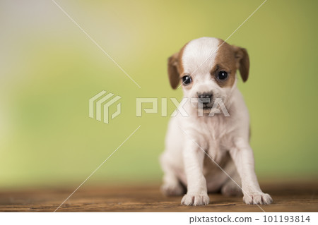 Pet, Little puppy dog, animals concept Pet, Little puppy dog, animals concept 101193814