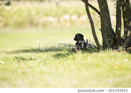 A small dog on the grass background 101193832