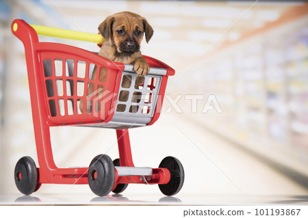 Dog in a shopping cart 101193867