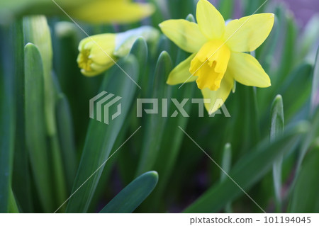 在特寫鏡頭採取的水仙花 101194045