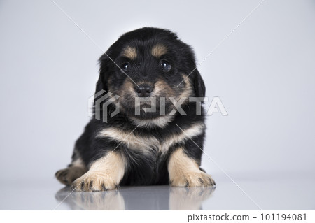 A small dog on a white background 101194081