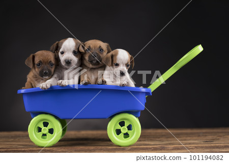 Beautiful little puppies in a toy wagon 101194082