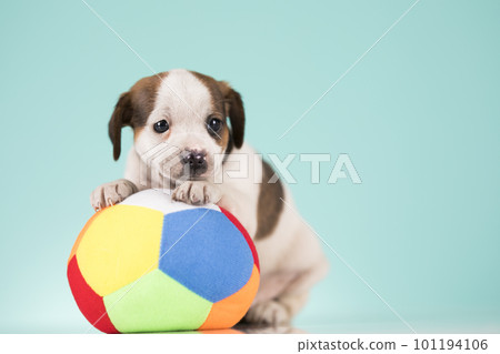 Puppy dog is playing with a ball 101194106