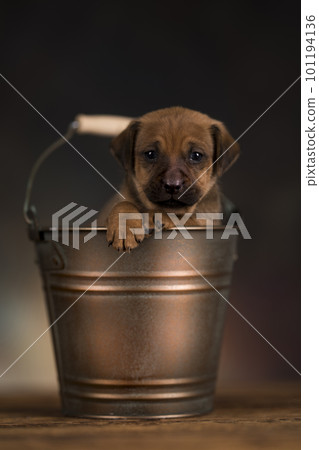 A small dog in a metal bucket 101194136