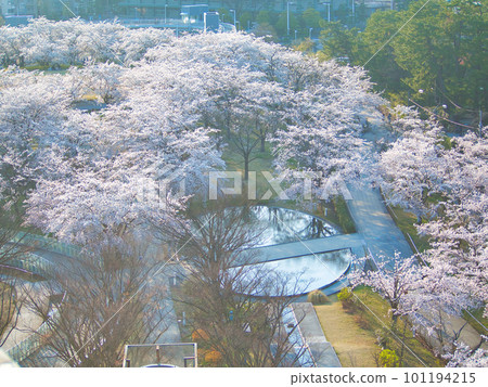 Hakusan Park, cherry blossoms in full bloom in the evening 101194215