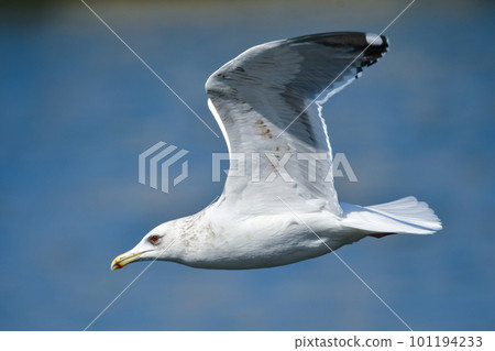 A herring gull, a migratory bird often seen in harbors and beaches in winter 101194233