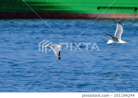 A herring gull, a migratory bird often seen in harbors and beaches in winter 101194244