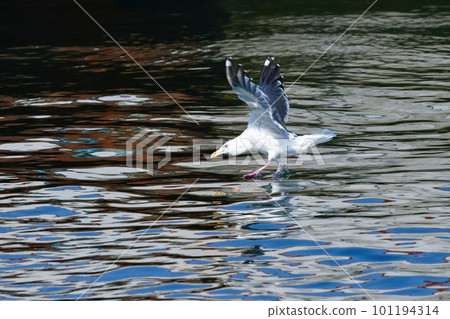 Slaty-backed gulls, a migratory bird seen at harbors and beaches in winter 101194314