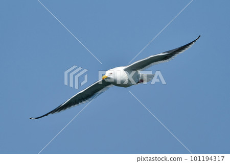 Slaty-backed gulls, a migratory bird seen at harbors and beaches in winter Slaty-backed gulls, a migratory bird seen at harbors and beaches in winter 101194317