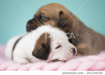 Dogs on a sleeps on a blanket 101194339