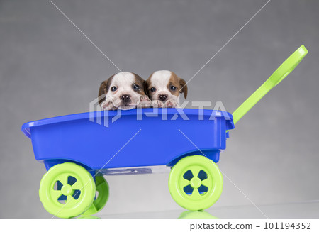 Cute doggies in a toy wagon Cute doggies in a toy wagon 101194352