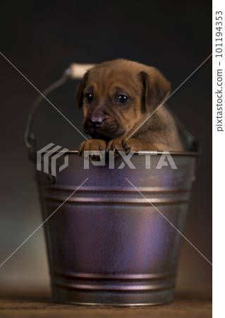 Dog in a metal bucket Dog in a metal bucket 101194353