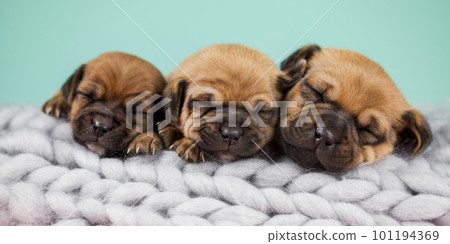 Pet, dog puppy, sleeps on a blanket 101194369