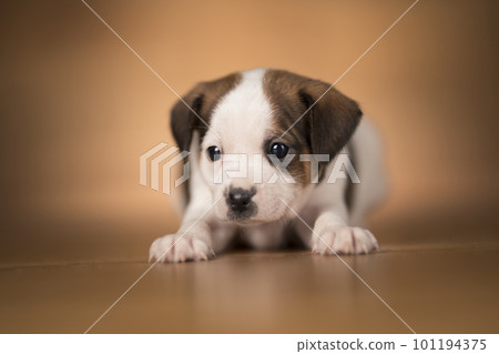 Small dog on a wooden background 101194375