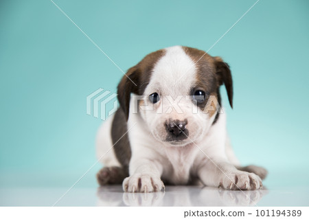 Pet, Little puppy dog, animals concept 101194389